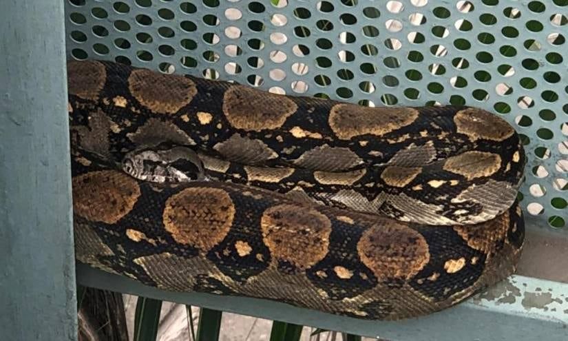 Mega-serpiente avistada en Pedro Carbo tras lluvias: ¿es matacaballo o una amenaza real?