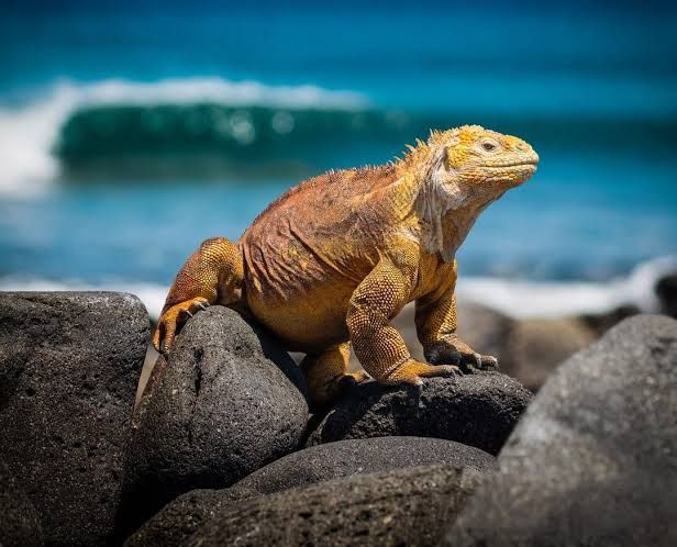 Prohibición del transporte de iguanas refuerza la lucha contra el tráfico de fauna silvestre en Ecuador