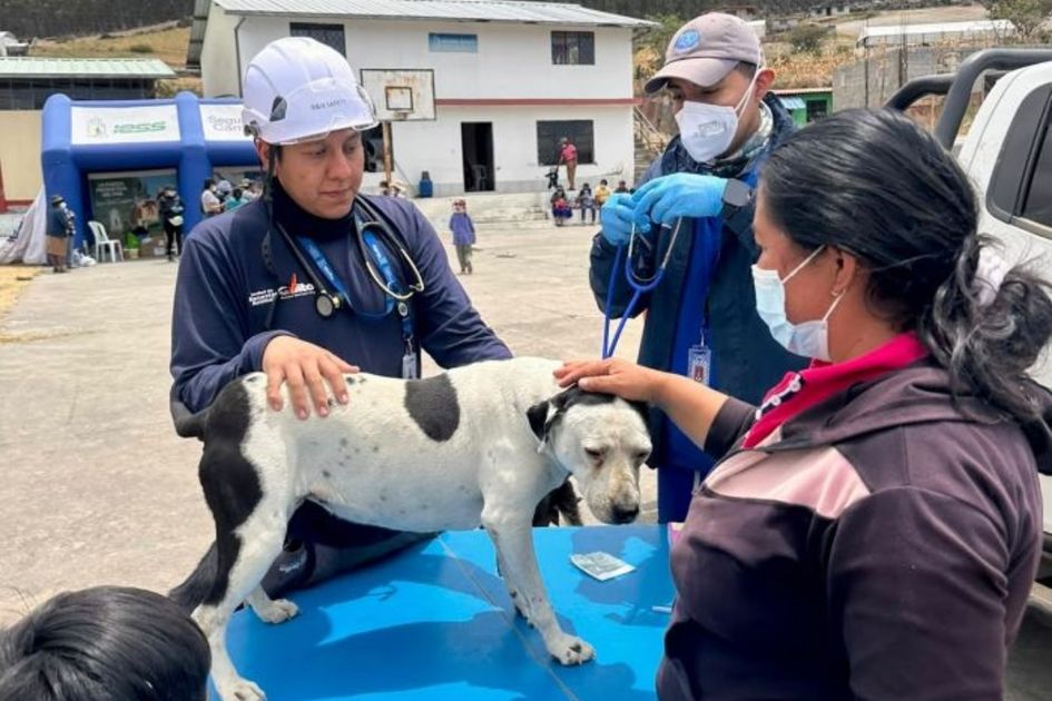Quito atendió a 60 animales por incendios; siete denuncias penales