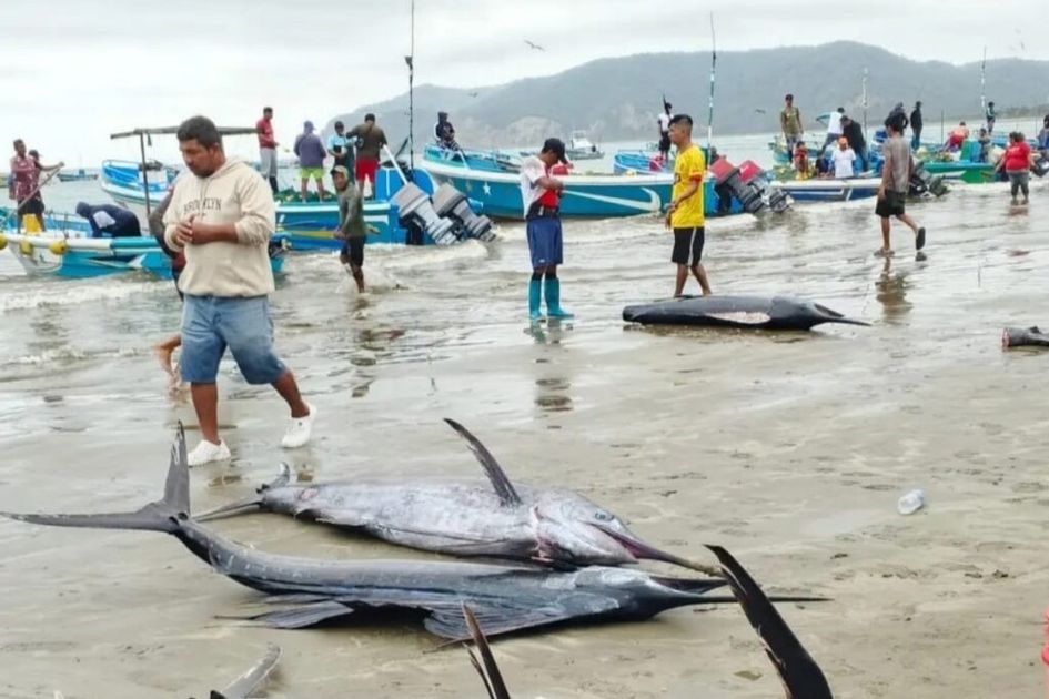 El Niño trastoca la pesca artesanal: langostas y jaiba moran asolan las costas