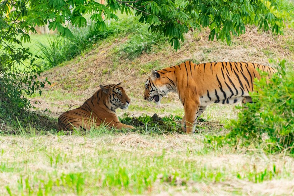 Identifican al hombre fallecido por ataque de tigre en Reino Unido