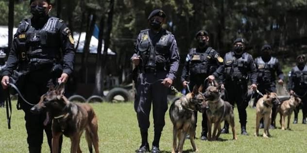 Operativo de seguridad despliega refuerzos caninos ante la escalada del narcotráfico