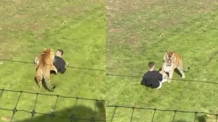 Identifican al hombre fallecido por ataque de tigre en Reino Unido