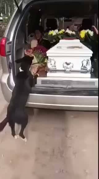 La conmovedora historia del perro que acompaña al ataúd de su dueño fallecido