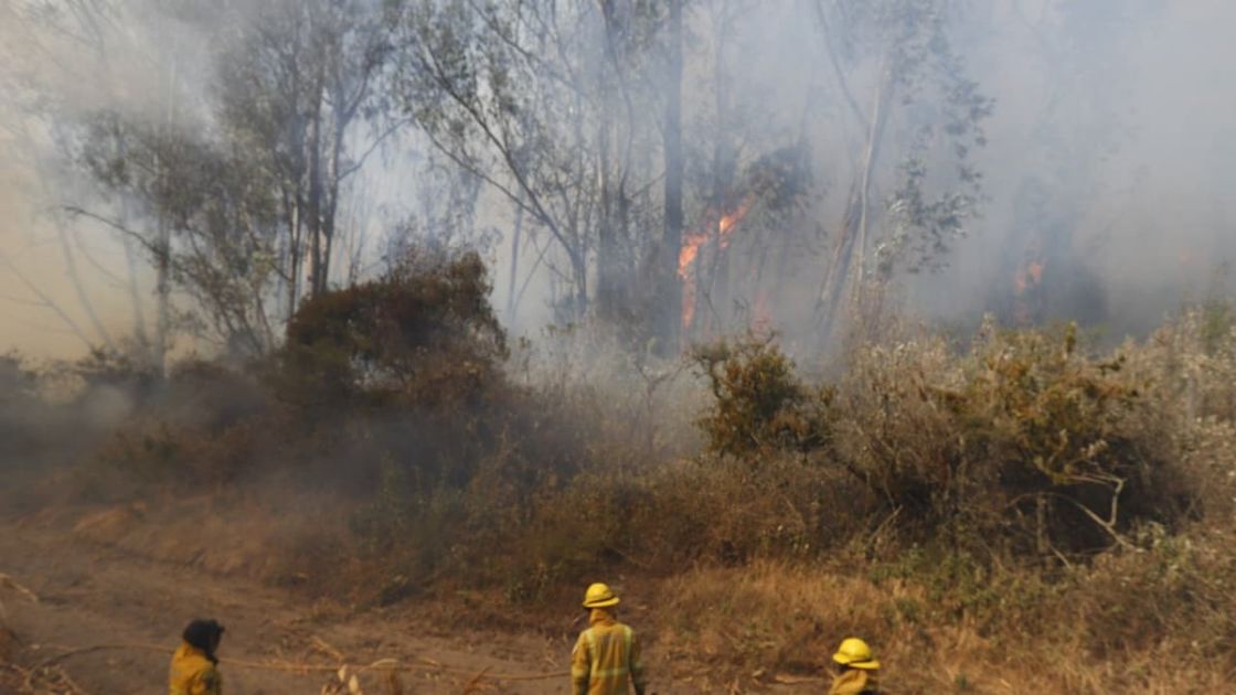 Incendio forestal en Quito deja 14 heridos y una detención