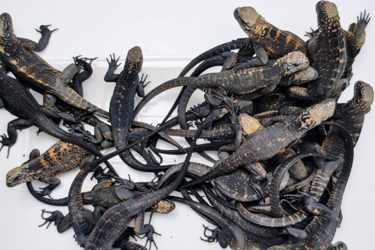 Tráfico de iguanas marinas: ¿Por qué fallan los controles en Galápagos?