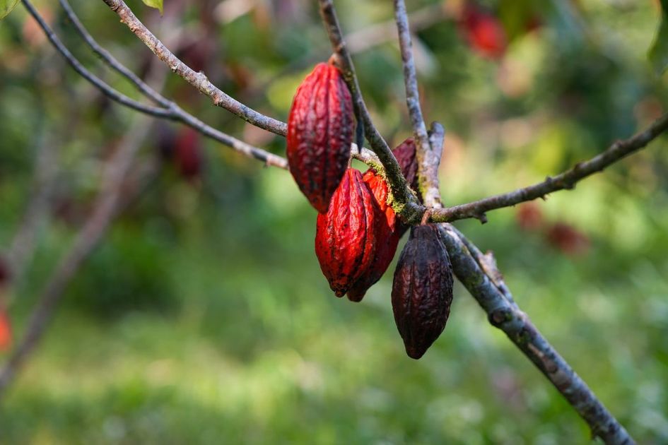 La paradoja del cacao ecuatoriano: soberanía alimentaria vs. mercado global