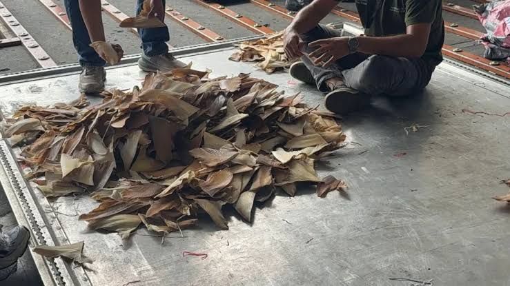Amenaza silenciosa en Galápagos: Confiscación masiva alerta sobre tráfico ilegal de aletas