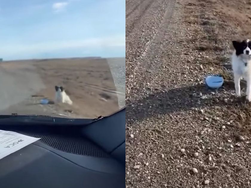 La historia conmovedora del argentino que encontró a Lola en una ruta desolada