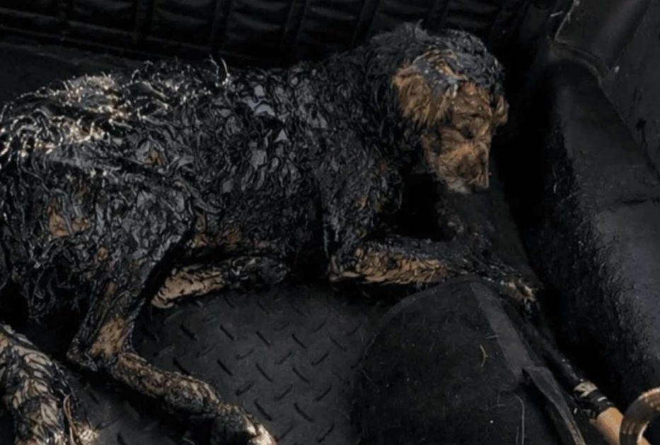 Reportera enfrenta imprevisto: Un perro emerge de un pozo en directo durante cobertura vial