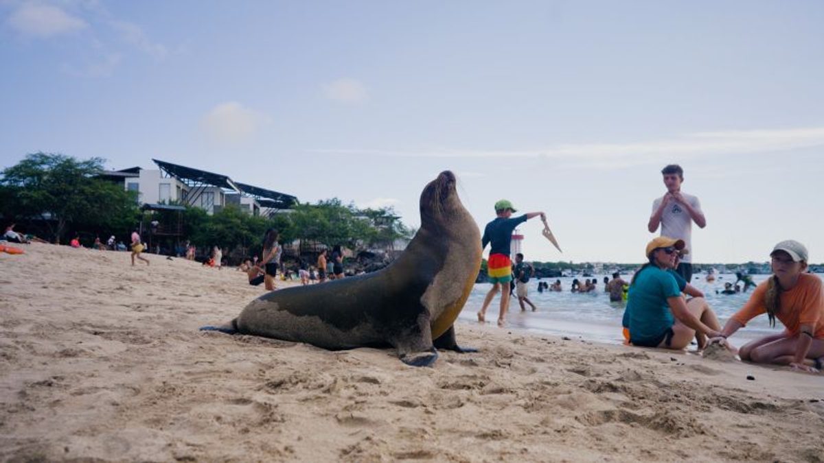 Lobos marinos de Galápagos: el símbolo vivo del equilibrio ecológico que Ecuador protege con rigor