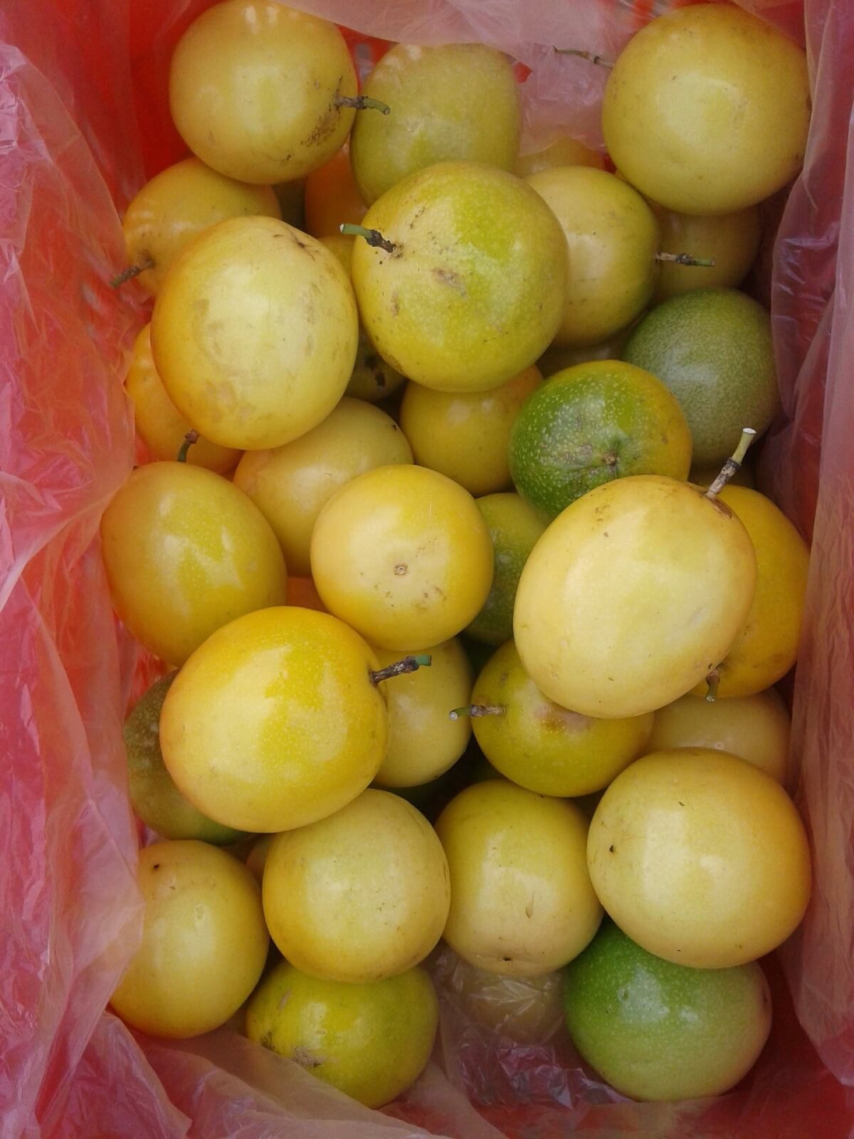Ecuador consolida al maracuyá como producto estrella para las exportaciones agroindustriales