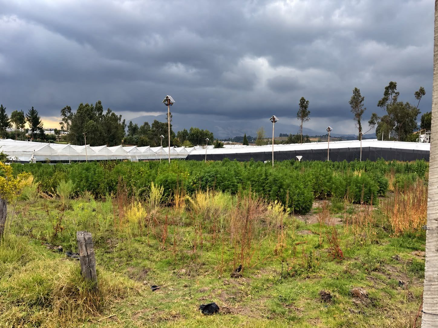 Ejército incauta 2 mil plantas de marihuana en operación antinarcóticos en Cayambe