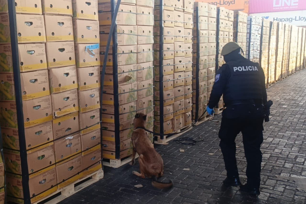 Policía desmantela red narcotraficante con 1080 cajas de plátano y cocaína en Guayaquil