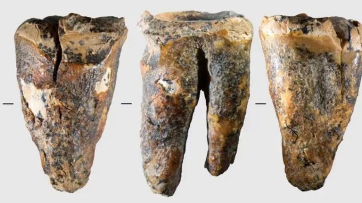 Un diente neandertal de 59.000 años revela una sofisticada práctica médica prehistórica