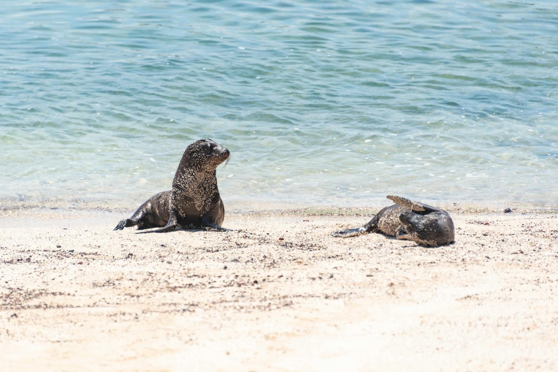 La isla Floreana se convierte en la primera del mundo con un sistema de monitoreo inteligente para vida silvestre