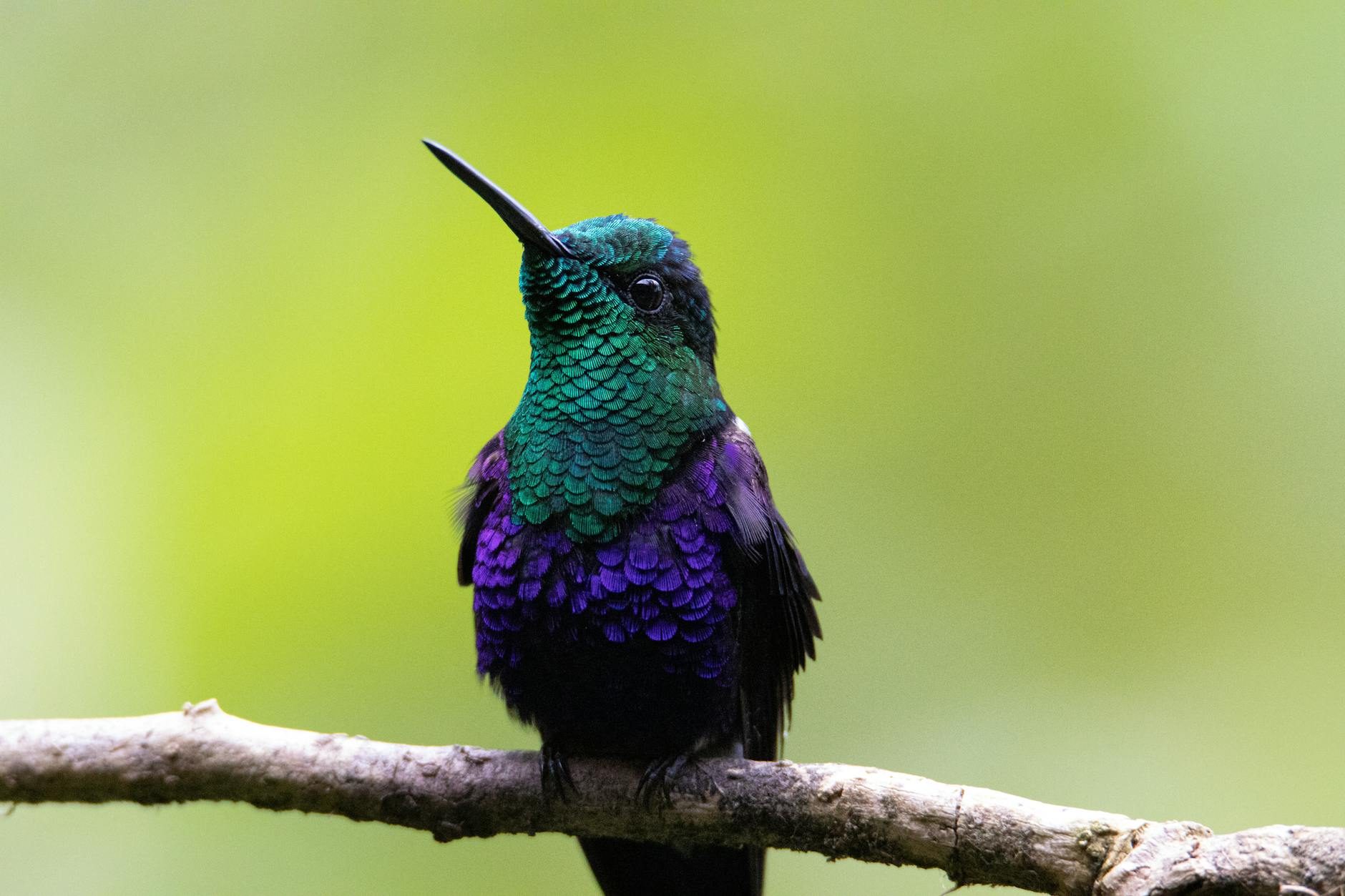 La Fiscalía de Colombia acusa a Jesse Adonai Daza de tenencia ilegal de fauna silvestre en cautiverio