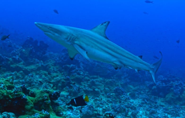 Fuerza Aérea salva a turista australiana tras ataque de tiburón en Galápagos