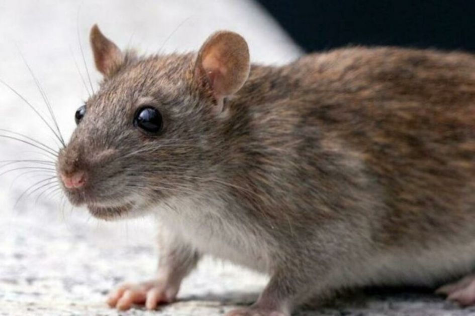 Ecuador libre de Hantavirus: alerta epidemiológica activa y vigilancia reforzada