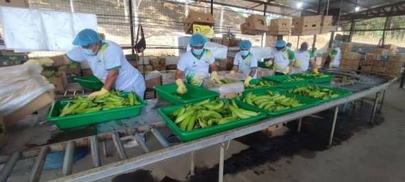 Productores de Paján exportan café y maní orgánico a Europa