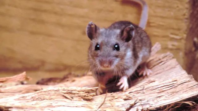 La lección de la Patagonia: cómo el hantavirus redefinió la salud pública hace ocho años
