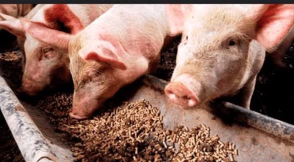 Horror en Puerto Bolívar: Cerdos alimentados con restos humanos para ocultar crímenes de secuestro