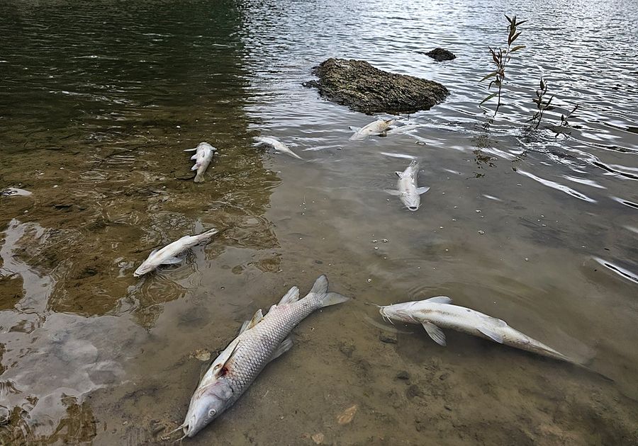 Lago en Arizona cierra por muerte masiva de peces