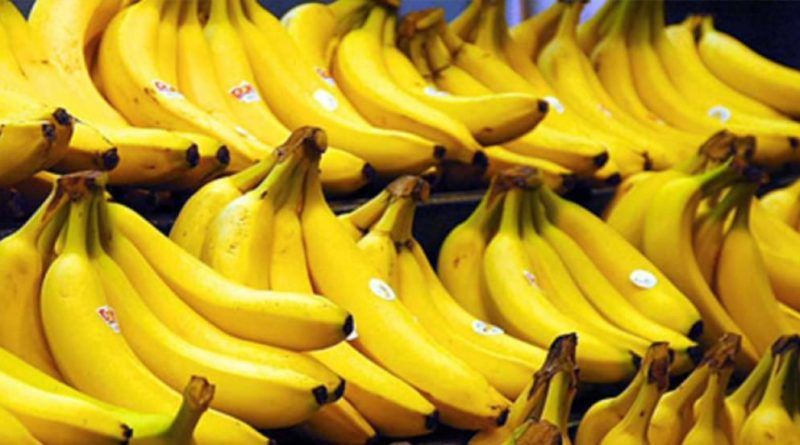Alerta meteorológica y crisis sanitaria: Inamhi advierte lluvias intensas mientras el Moko avanza en banano ecuatoriano
